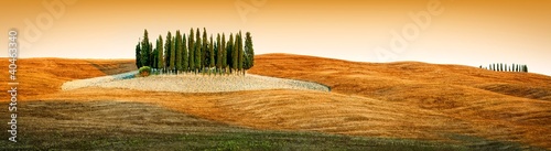 Tapeta ścienna Tuscany krajobraz - cyprysowy gaj