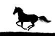 horse silhouette on white