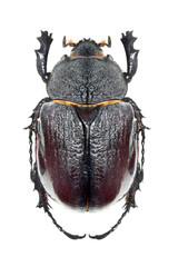 Wall Mural - The Scarabaeus -  Dung beetle.