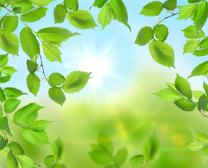 Beautiful soft green background