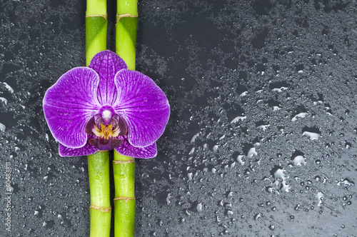 Doppelrollo mit Motiv - Orchidee mit Bambus auf Schieferplatte (von Stockwerk-Fotodesign)