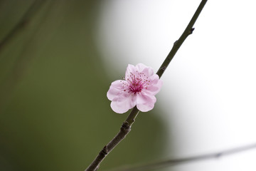 Wall Mural - white bloom plum blossom
