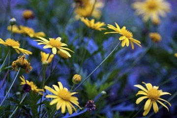 Wall Mural - Daisies