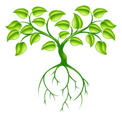 Wall Mural - Green tree and roots