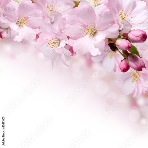 Obraz w ramie Spring flowers design border background