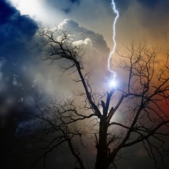 Wall Mural - tree struck by lightning