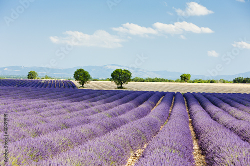 Tapeta ścienna Lawendowe pole, płaskowyż Valensole, Prowansja, Francja