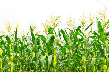 Wall Mural - corn field