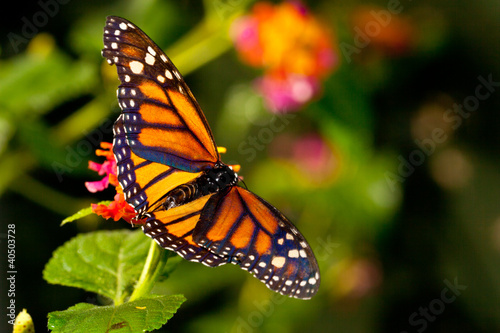 Tapeta ścienna Monarch butterfly (danaus plexippus) feeeding na kwiatach