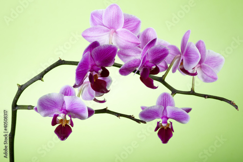 Obraz na płótnie canvas czteroczęściowy "tetraptyk" Fioletowa orchidea