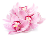 pink orchid flowers isolated