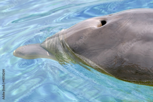 Fotografie, Obraz Closeup bottlenose dolphin (Tursiops truncatus) with blowhole