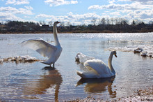 Two Swans In Spring