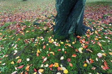 Wall Mural - autumn ground colors