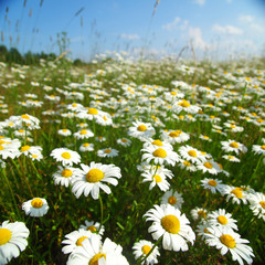 Wall Mural - field with white daisies