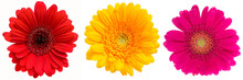 Gerber Daisy Isolated On White Background