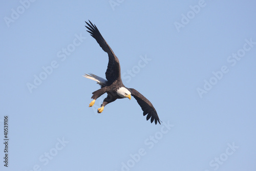 Board z aluminiowym obramowaniem Dorosły łysy orzeł (haliaeetus leucocephalus)