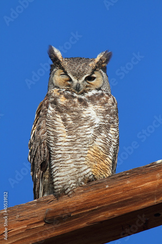 Fotoboard na płycie Wielki rogaty sowa (bubo virginianus)