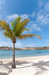 Poster - Coconut Palm on a Caribbean Beach