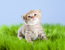 Little Tabby Kitten Scottish Looking Upward On Green Grass