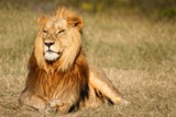 Fototapeta Boho - Male Lion in Kruger National Park