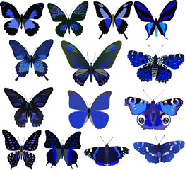 Canvas Print - fourteen blue butterflies isolated on white