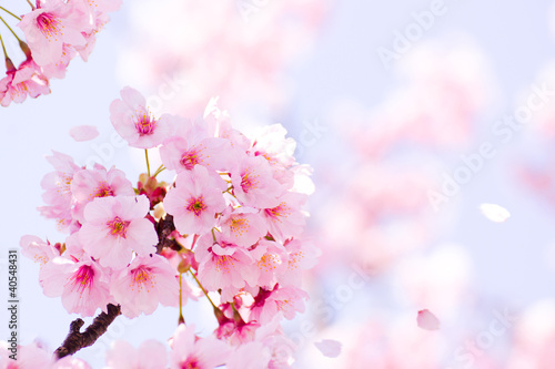 Fototapeta wiosna sakura-w-pelnym-rozkwicie