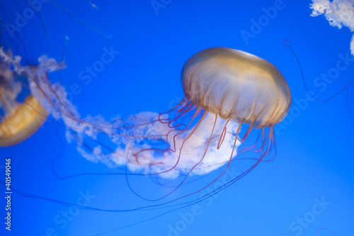 Obraz na płótnie canvas Chrysaora fuscescens meduza