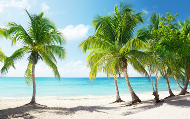 Wall Mural - caribbean sea and coconut palms