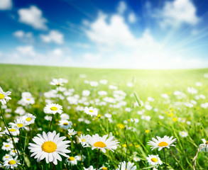 Wall Mural - field of daisy flowers