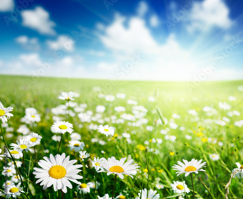 Naklejka - mata magnetyczna na lodówkę field of daisy flowers