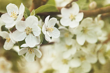 Wall Mural - Apple blossoms in Spring