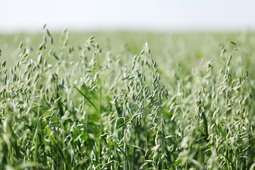 Wall Mural - spikelets of oats