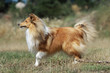 beautiful shetland sheepdog on profile
