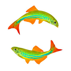 Sticker - Tropical fish.