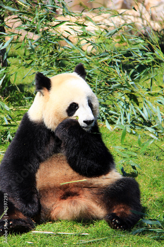 Board z aluminiowym obramowaniem Gigantyczna panda