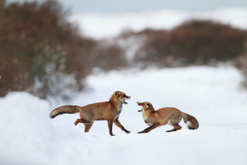 Poster - fighting foxes in the snow