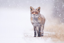 Red Fox In