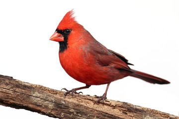 Wall Mural - Isolated Cardinal On A Stump