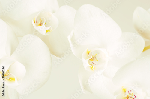 Obraz na płótnie canvas trzyczęściowy "tryptyk" Zbliżenie orchidei
