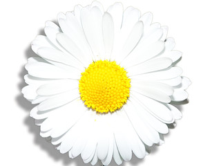 daisy wheels, white background