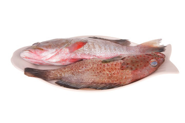 set of fresh raw fish on plate