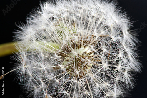 Board z aluminiowym obramowaniem Makro dojrzałych owoców taraxacum officinale (mniszek lekarski)