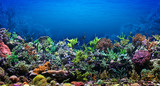 Fototapeta Fototapety do akwarium - Coral Reef