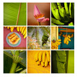 banan banany bananowiec żółty kwiat roślina wzrost rozwój