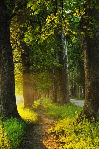 Fototapeta na wymiar sunrise in beautiful alley