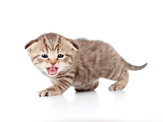 Wall Mural - Scottish fold meowing kitten isolated on white