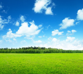 field of grass and perfect sky