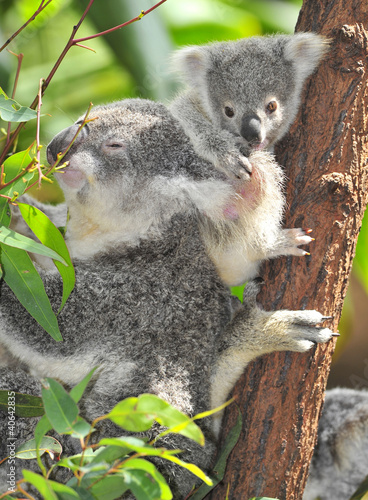 Naklejka samoprzylepna Niedźwiedź australijski koala z jej dzieckiem, Sydney, Australia szary niedźwiedź