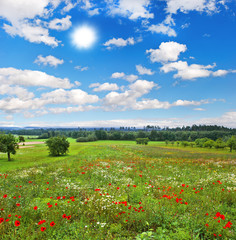 Sticker - meadow with poppy and daisy flowers